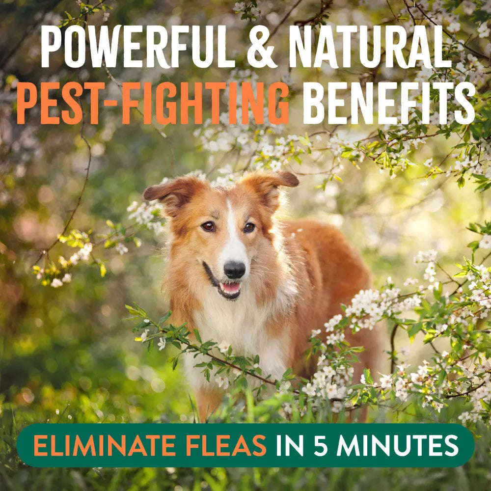 Say goodbye to fleas and ticks! 🌿🐾 Check out Tropiclean's all-natural Flea + Tick Spray for your home and furry friends! 32oz of protection! 🐶✨
